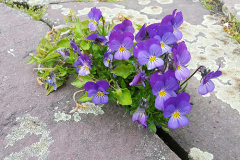 Gartenveilchen
