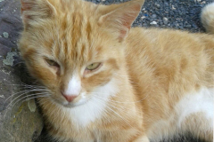 Kater Rocco